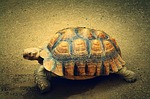رمز الهاتف 214?
